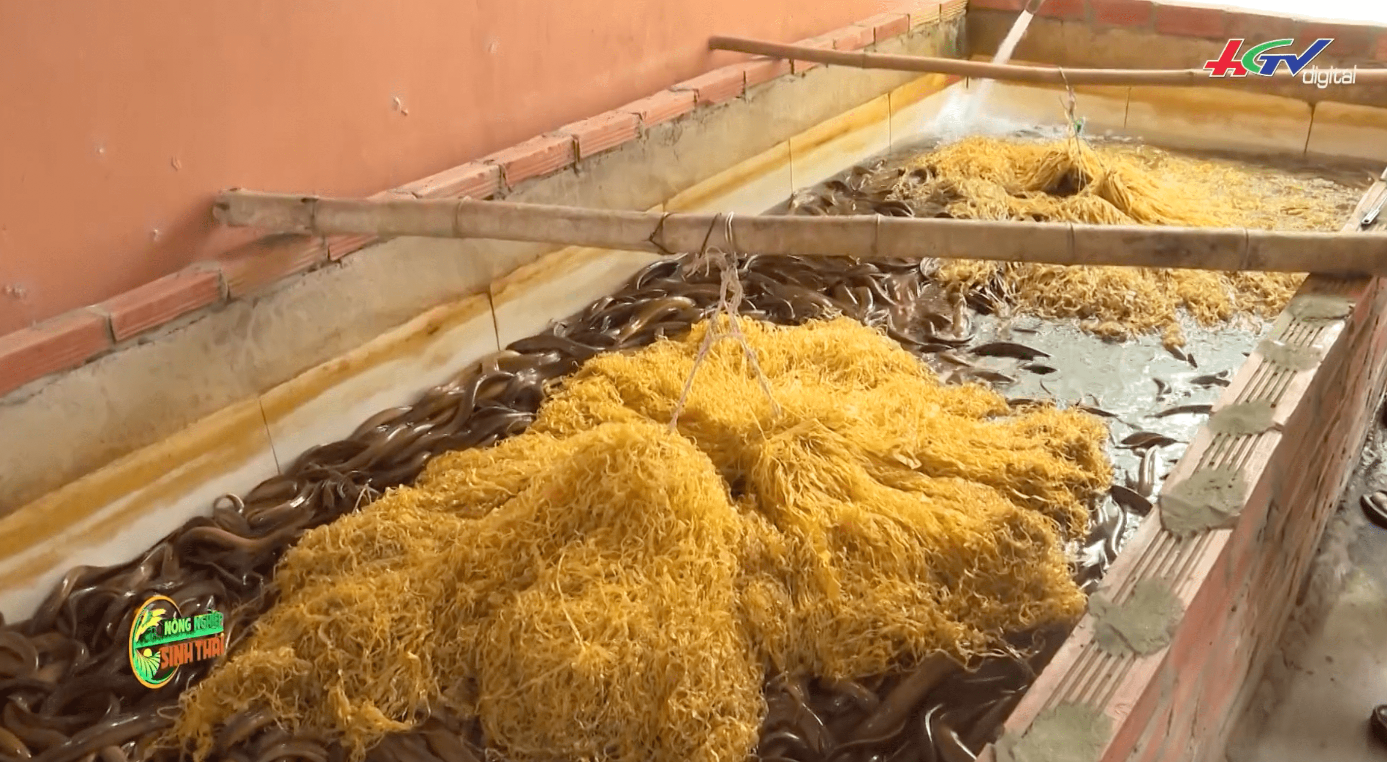 Kỹ thuật nuôi lươn không bùn trong bể xi măng  Lợi nhuận khủng từ nuôi  lươn không bùn  LamNongTV  YouTube