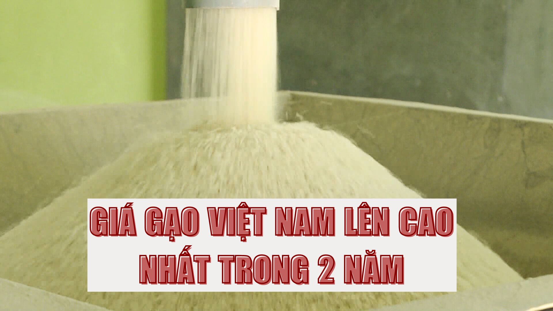 GIA GẠO 