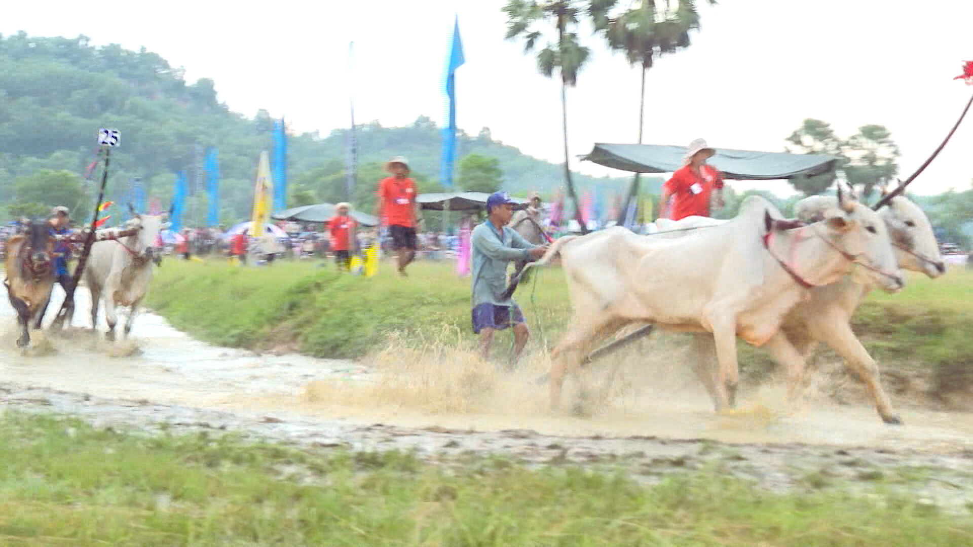 Bí quyết đua bò bảy núi An Giang
