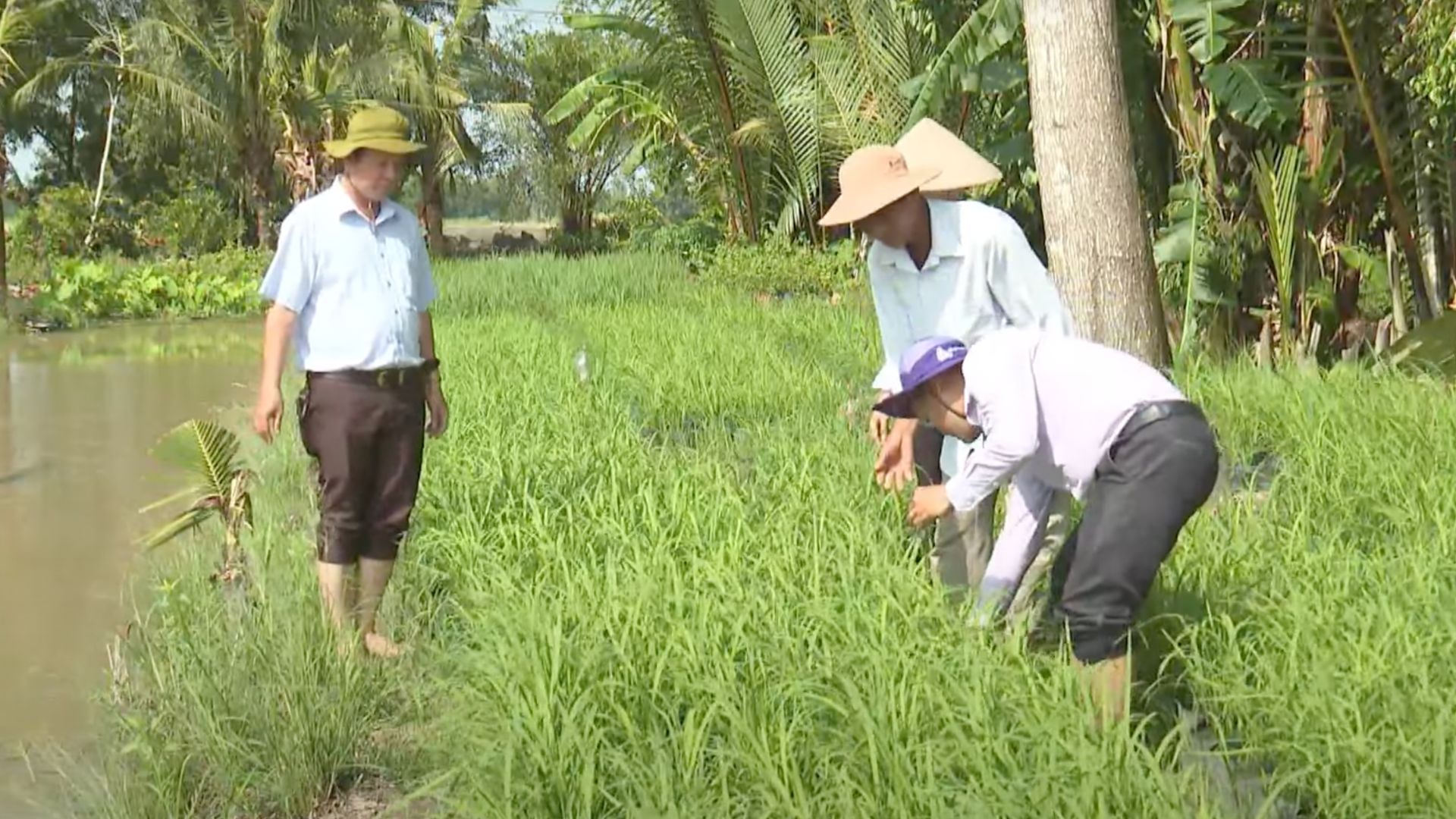 10.000 chậu lúa phục vụ Festival quốc tế lúa gạo Việt Nam - Hậu Giang 2023