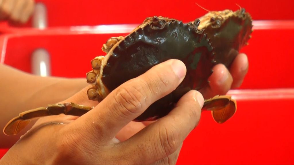 cua giống được chọn rất kỹ