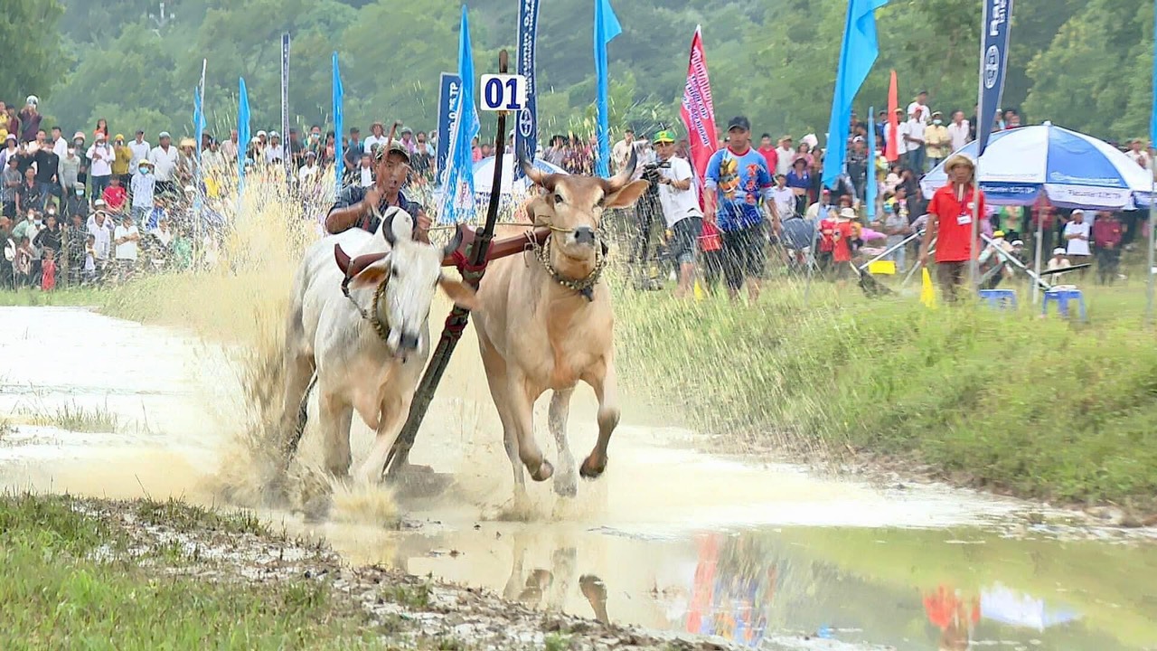 bí quyết nuôi bò đua An Giang 