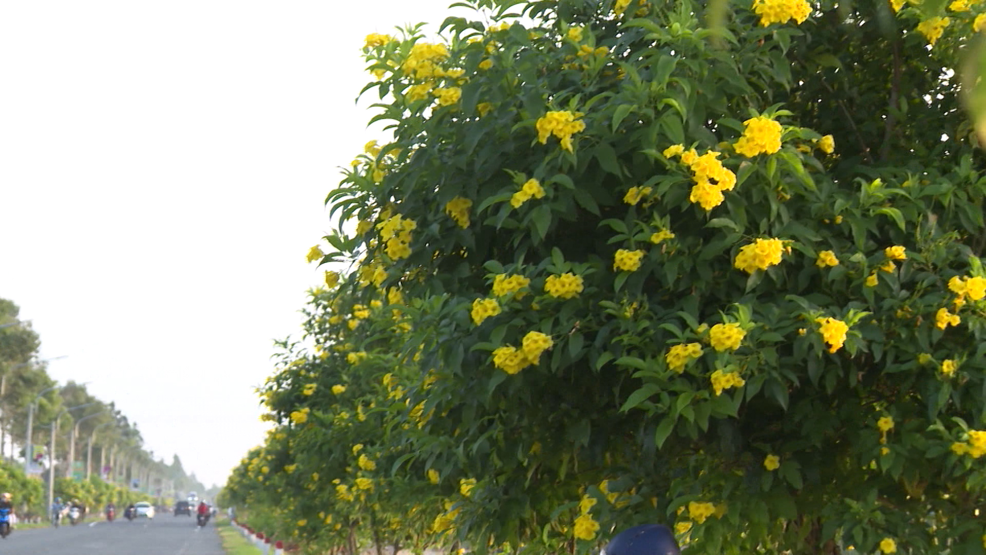 hoa hoang yen o hau giang