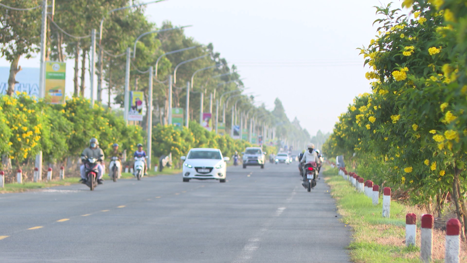 hoa hoang yen 