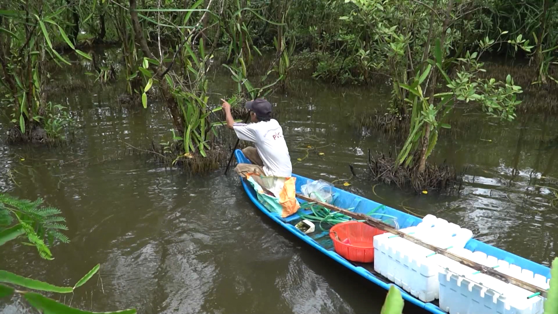 thanh long om cay man 