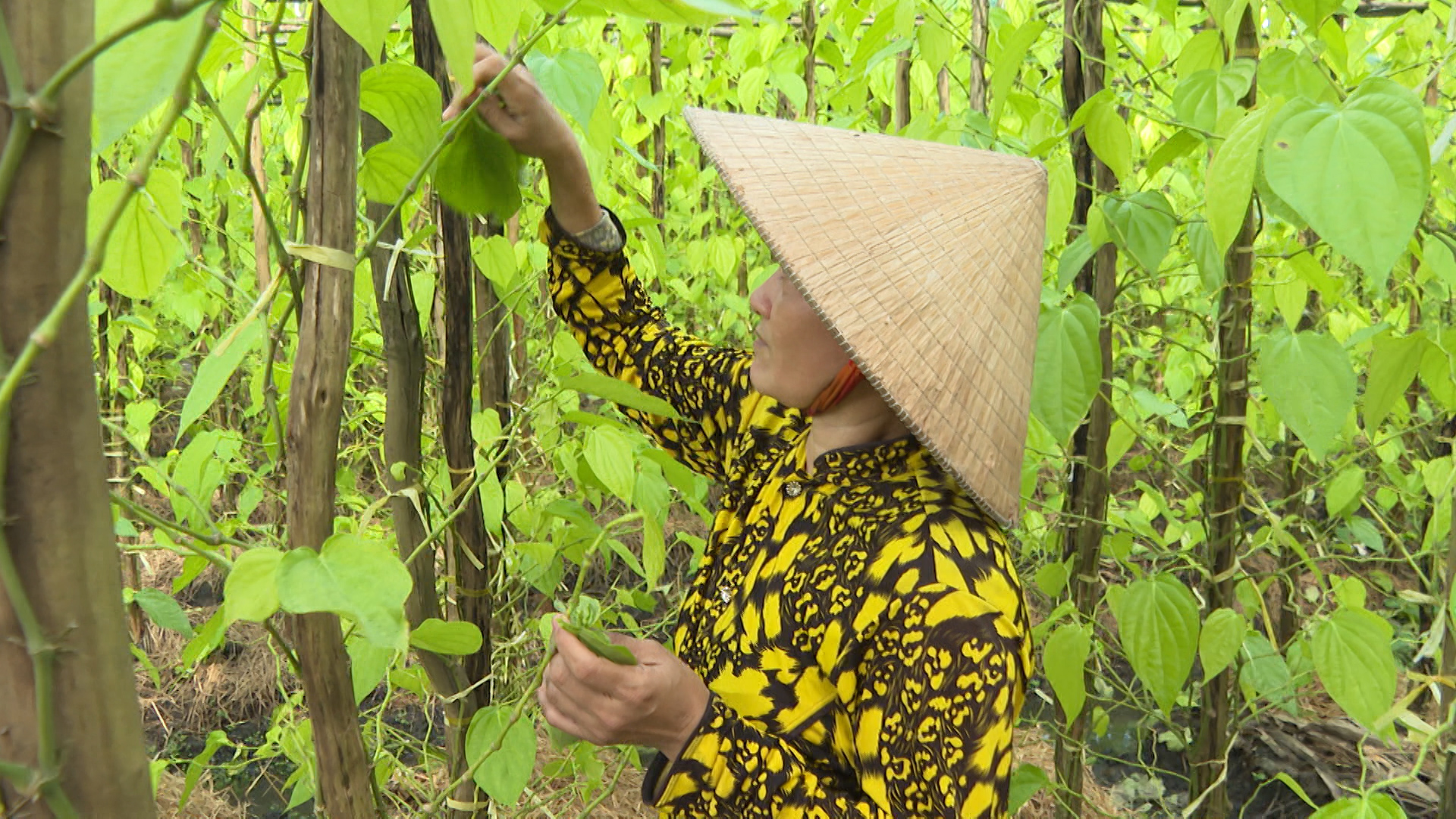 vườn trầu Vị Thủy
